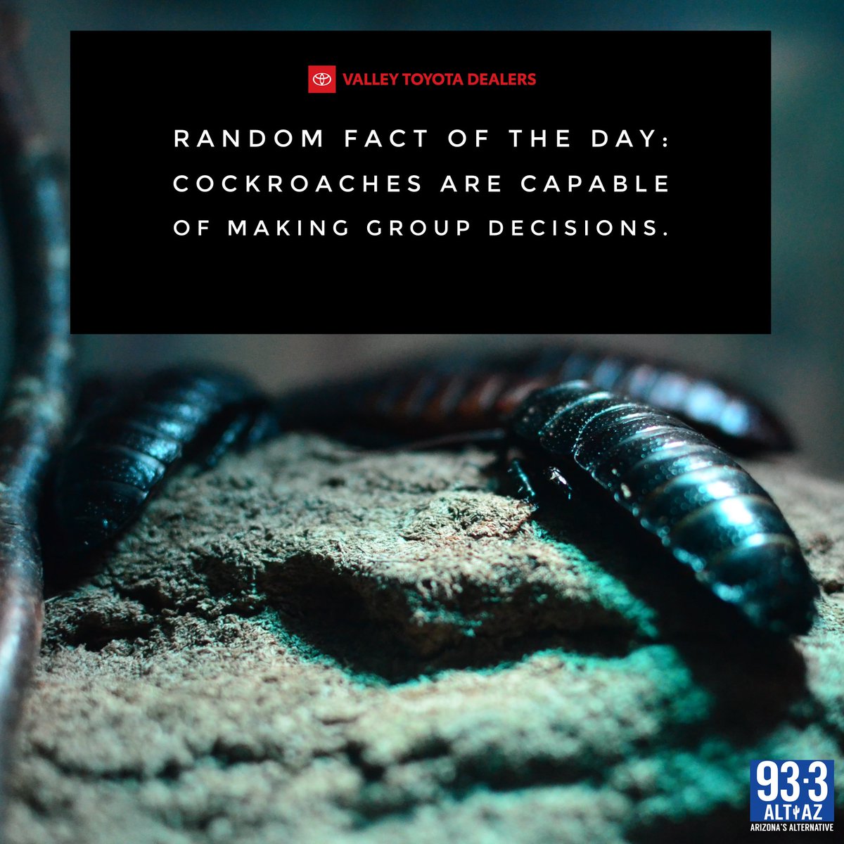 altaz933's tweet image. Wish they’d make a group decision to all jump in a fire! 🤢🤮 - @DustinALTAZ #sponsored