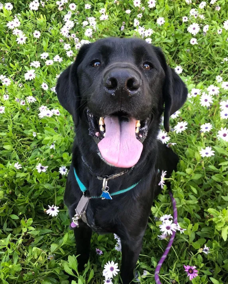 ElevateSequoia's tweet photo. Jack the Lab's summer activities include long walks around his apartment community where he can stop and smell the flowers…🌸🐶 #SummerAtSequoia #ElevateToSequoia 
📸 by: @thatlabjack on IG https://t.co/nwxn0KeqNn