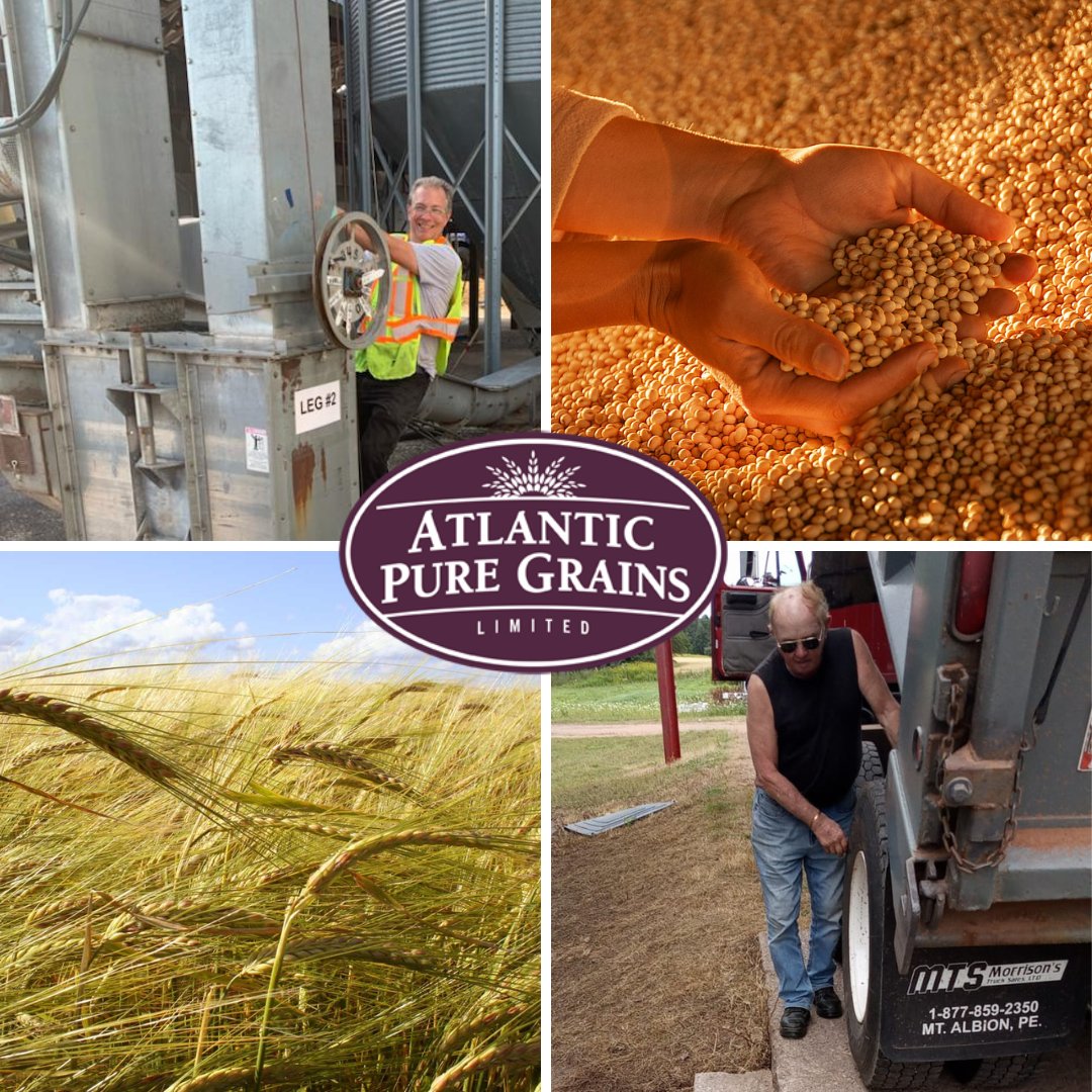 🎉Yesterday was a very exciting day at Atlantic Pure Grains! APG is now officially up and running and we couldn’t be more thrilled. 

✅Our first customer was Will Brown of Circle H Farms. He brought along his longtime mentor and grandfather John Hayden! atlanticpuregrains.ca