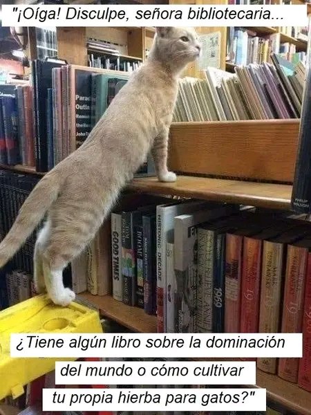 MyCatsYouCats's tweet photo. https://t.co/xWrl2Aw8d7