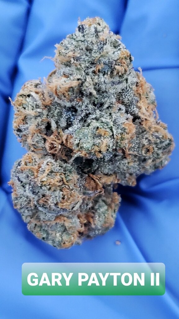TheBackpackBoyz's tweet photo. Gary Payton 2 #GaryPayton2 #TheBackpackBoyz #BackpackBoyz #MedicalCannabis https://t.co/vVmfvUZfpc