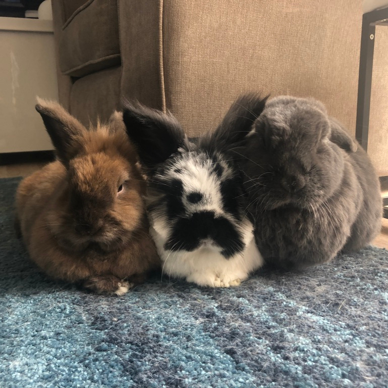 RabbitRetailUK's tweet image. It would appear mummy is useless at social media! she has not posted, not replied to messages, and ignored comments. We will be resuming our takeover. 

#BunnyTakeOver #SocialMedia #Bunfluencers #RabbitsRuleHumansDrool #Bunny #Rabbit #OneHopShop #RabbitRetail