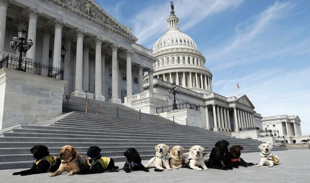 "Urgent Need for Volunteer Puppy Raisers in DC" popville.com/2022/08/urgent…