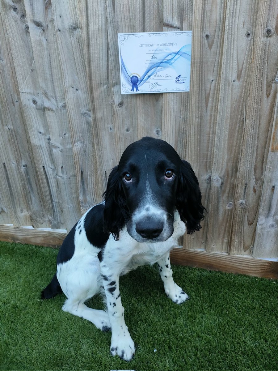 lucymay786's tweet photo. Talyn starburst* his way through his puppy class &amp; also got the best number of laps walking to heel! (But was last with the wait - but we'll ignore that lack of patience as he wanted cuddles 😂) 
*Don't worry the starburst was not completed in a confined space 😭
#farscape #Talyn https://t.co/OdphMEOc1l