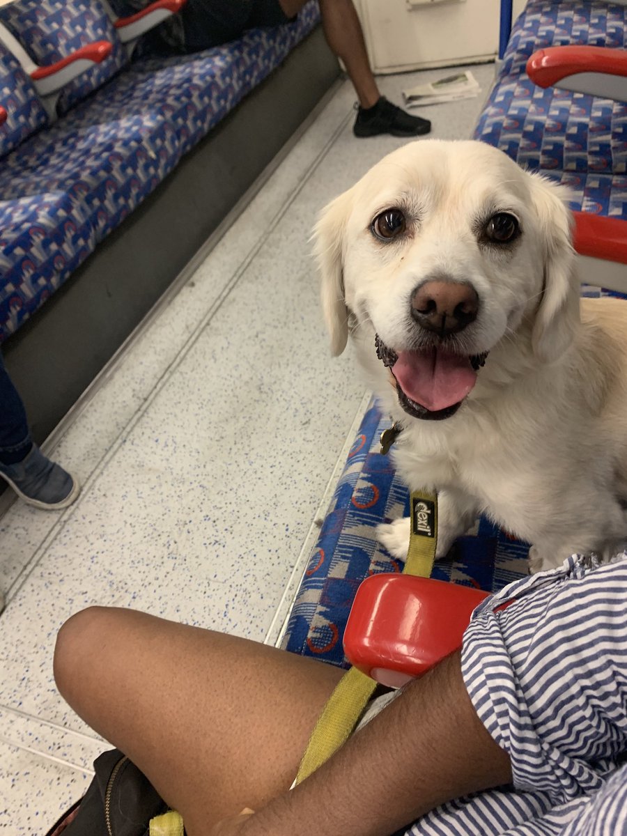 MissuesN's tweet photo. The excitement yesterday of tagging along to work @prettywomanuk @SavoyTheatreLdn and hanging in dressing room 14 #Rextherescue #PrettywomanUK #stagedog #progress #showdog #nervousdog https://t.co/p9DcvORW5J