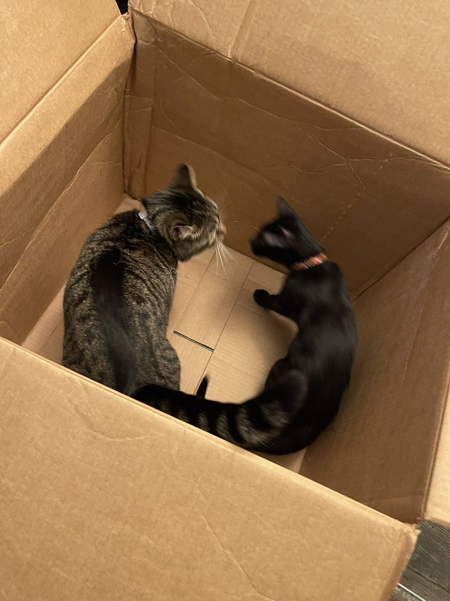 vikkivalencourt's tweet photo. Thanks @PrettyLitter for the new toy. 😁 (box the litter arrived in) https://t.co/rQLXeWIT4d