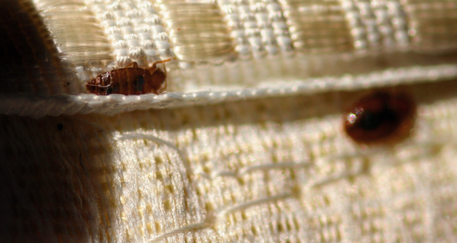 Discovering bed bugs is something no one wishes to experience. If you find yourself housing bed bugs under your roof, then here are some next steps to dealing with them. 

Read more: ow.ly/Rn4U50KbTwe

#NorthwestExterminating #TrustTheMouse #PestControl #BedBugControl