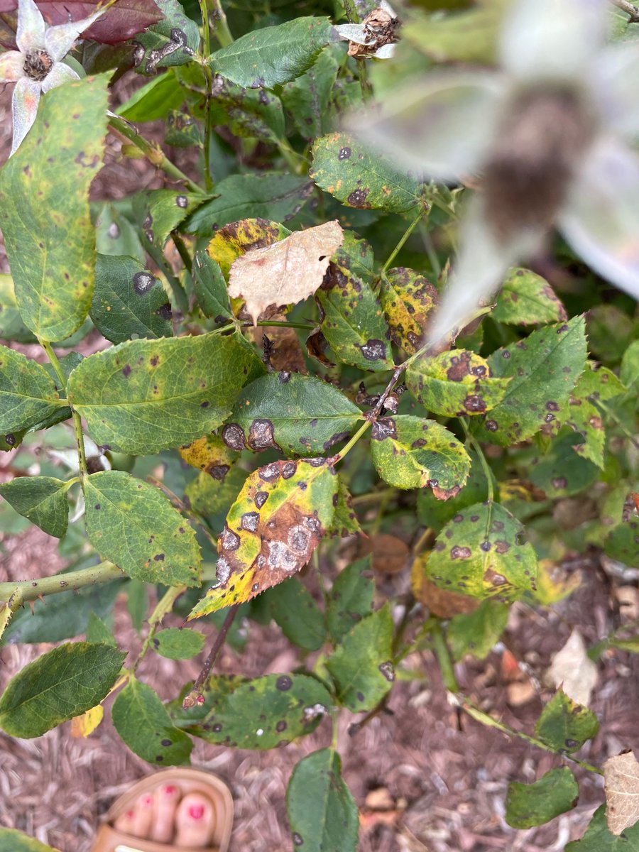 Alitalamorenita's tweet photo. @amgomezc_ @K8ieBird @yingfast @AfiqPlantPath @inhsor_23 Virginia is for plant pathology lovers! First stop on our way to #PlantHealth2022!

Keeping our eyes open for plant diseases- they are all around us. https://t.co/XipLiek10F