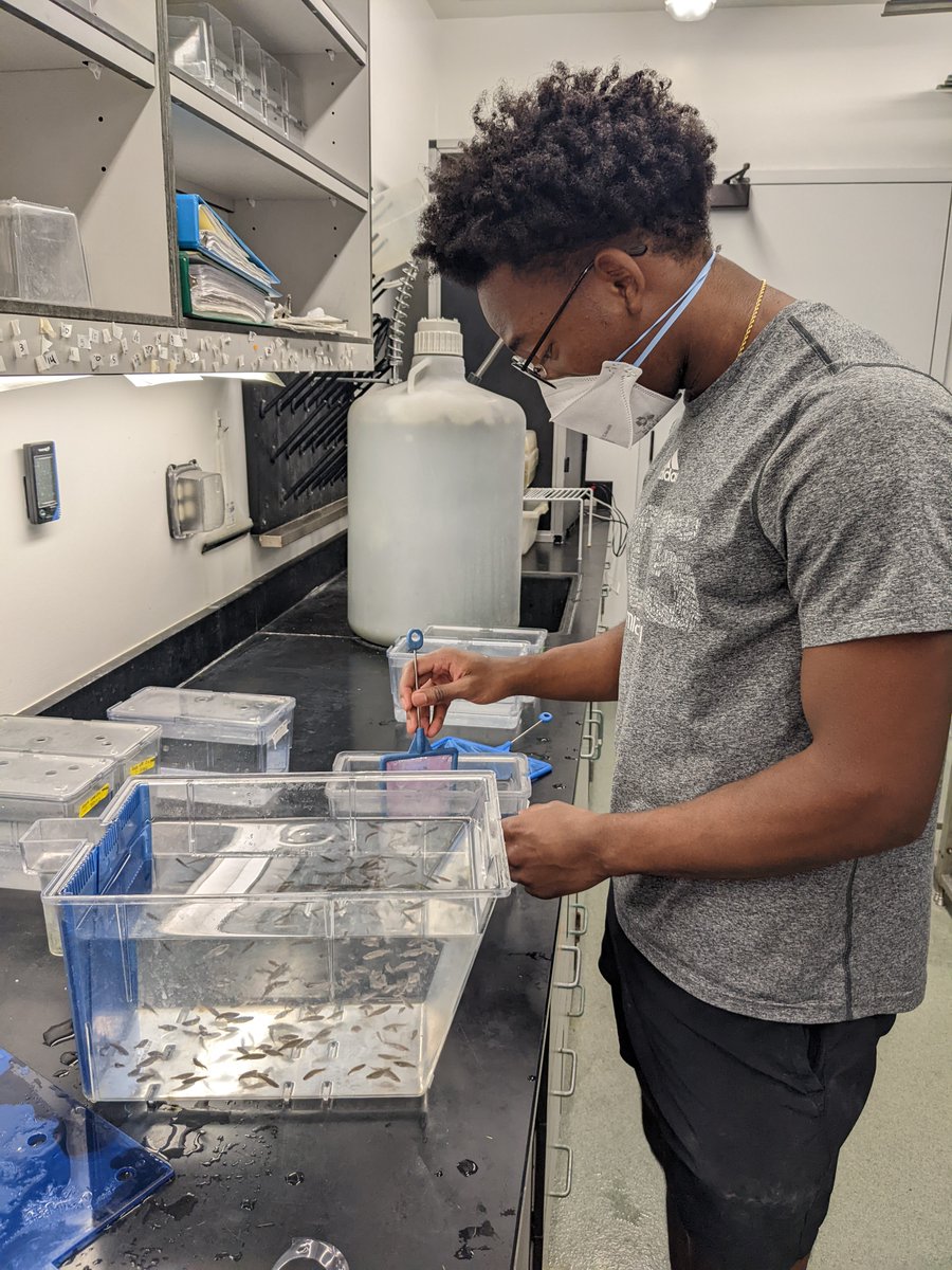 EPIC science (@epicsci) on Twitter photo Welcome to the lab <a href="/FlashJalen/">Jalen Gordon</a>! Jalen is a rising junior <a href="/univmiami/">University of Miami</a>. He will help optimize the optomotor response assay to assess visual acuity across development in multiple #zebrafish strains. Welcome to the lab <a href="/FlashJalen/">Jalen Gordon</a>! Jalen is a rising junior <a href="/univmiami/">University of Miami</a>. He will help optimize the optomotor response assay to assess visual acuity across development in multiple #zebrafish strains.