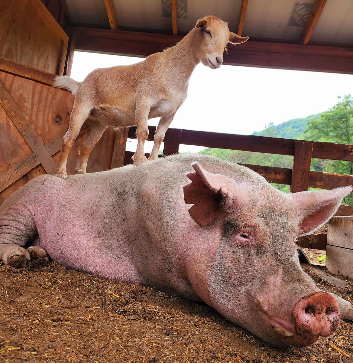 Broome Animal Sanctuary tweet media