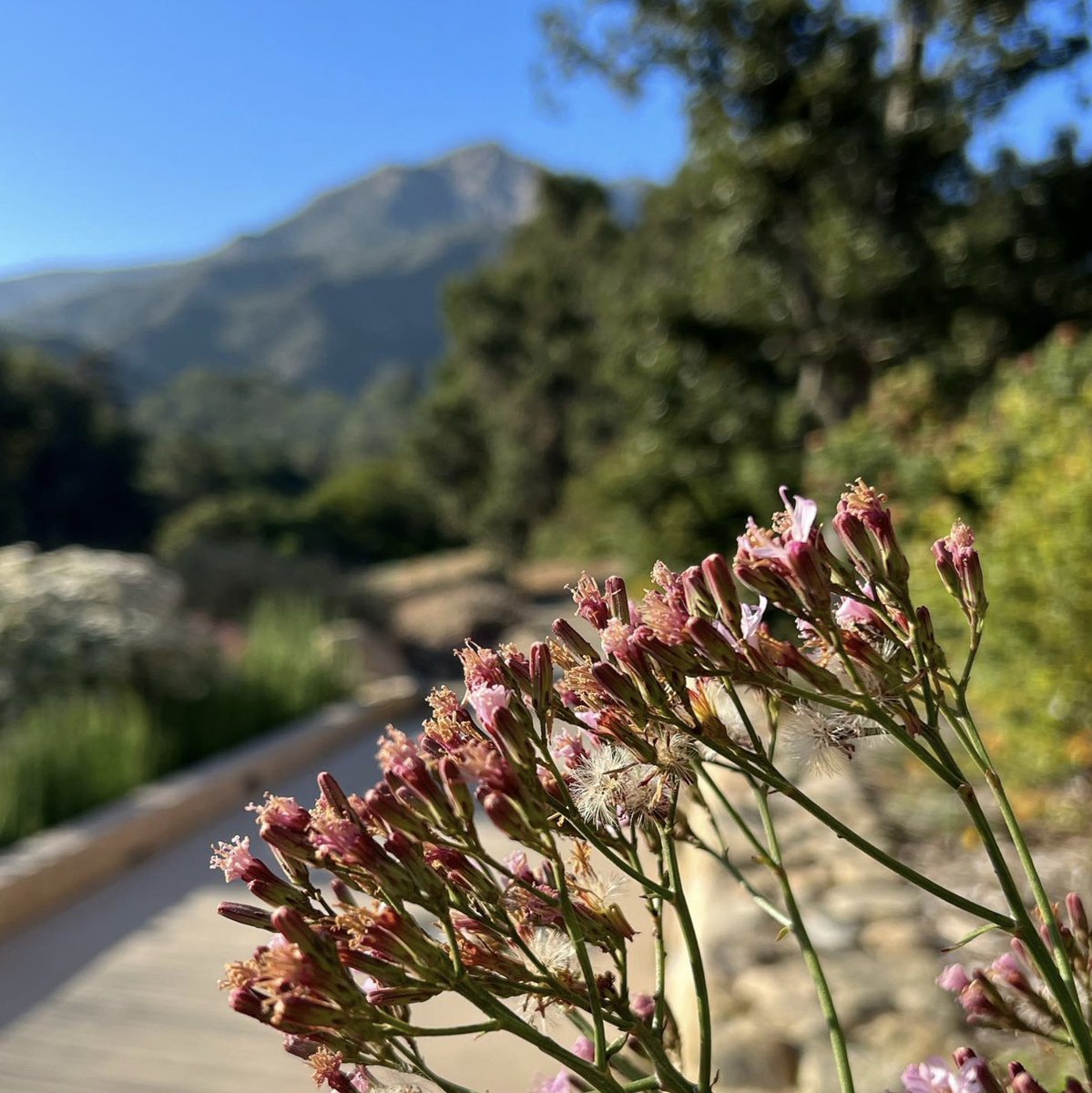 cyclecalcoast's tweet photo. Stop &amp; smell the flowers – literally – with this ride to the Santa Barbara Botanic Garden: https://t.co/sfBfwWtW3x 🚲🌸🌿

Learn more about the Santa Barbara Botanic Garden: https://t.co/fjDgjhh9UX

Photo: @sbbotanicgarden 📸
.
.
.
.
#CycleCalCoast #SantaBarbara #cycling #cyclist https://t.co/C1u04BomIO