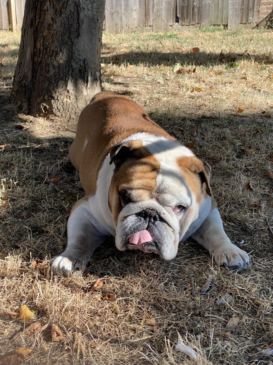 Ijon__Tichy's tweet photo. This dog exists https://t.co/9KeeI0HaXE