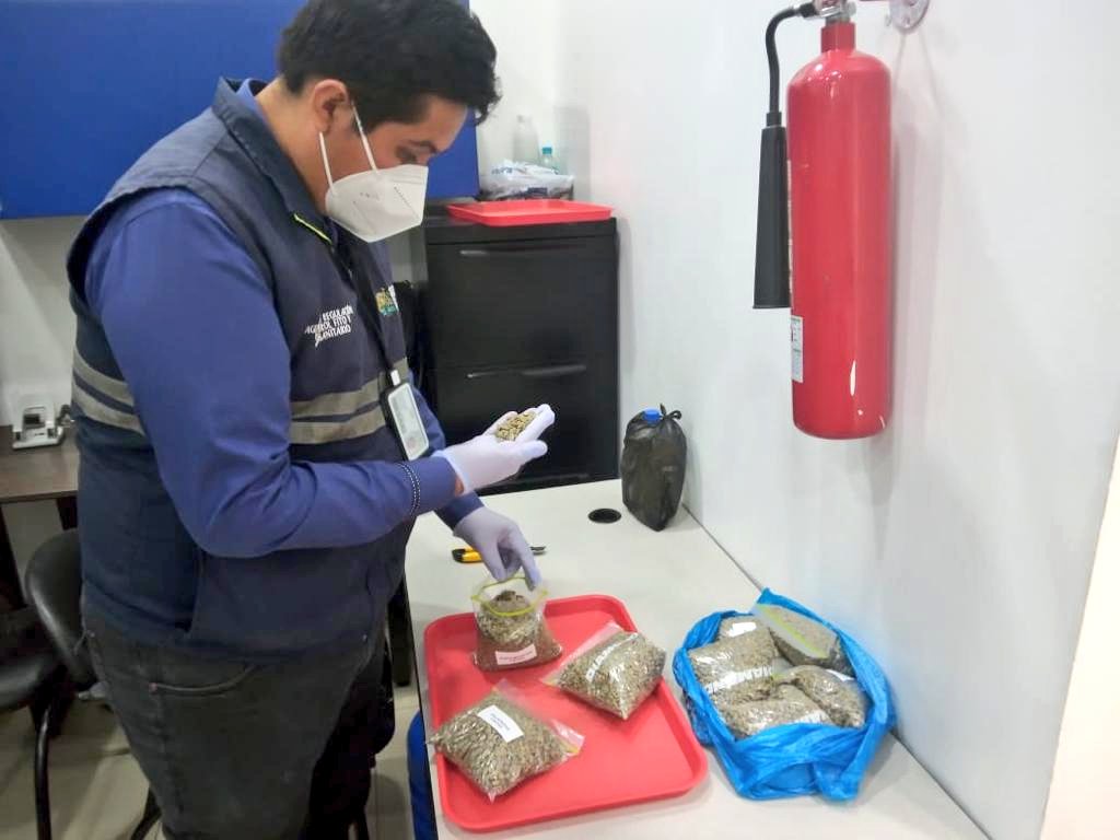 AgrocalidadZ5's tweet photo. #Guayas | Realizamos inspección fitosanitaria de muestras de café y cacao  en el aeropuerto José Joaquín de Olmedo, para garantizar su acceso oportuno a mercados internacionales, certificando su calidad fitosanitaria. #ExportamosCalidad https://t.co/r4T3z0KPIH