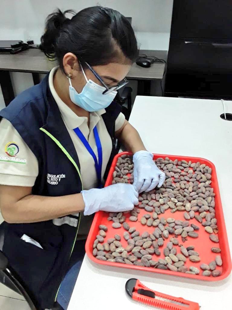 AgrocalidadZ5's tweet photo. #Guayas | Realizamos inspección fitosanitaria de muestras de café y cacao  en el aeropuerto José Joaquín de Olmedo, para garantizar su acceso oportuno a mercados internacionales, certificando su calidad fitosanitaria. #ExportamosCalidad https://t.co/r4T3z0KPIH