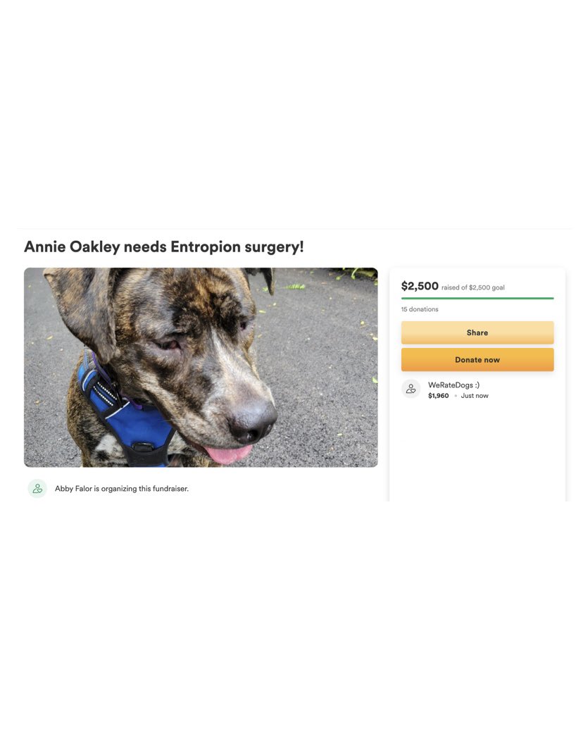 dog_rates's tweet photo. This is Annie. She's not sleepy, she swears. Her eyelids just look droopy because her excess eyelid skin causes pain and irritation. If left untreated, it can even cause ulcers. We covered the cost of her surgery and hope she's bright-eyed and waggy-tailed in no time. 13/10 https://t.co/wHFfVrRq2N