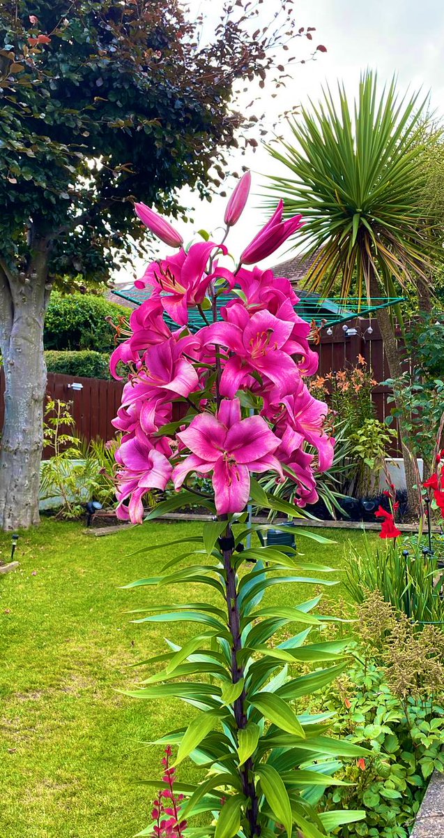 My Dad’s pride and joy in the garden at the moment. Planted three years ago and this year has great flowering <a href="/GWandShows/">BBC Gardeners World</a> #GardenersWorld #GardeningTwitter