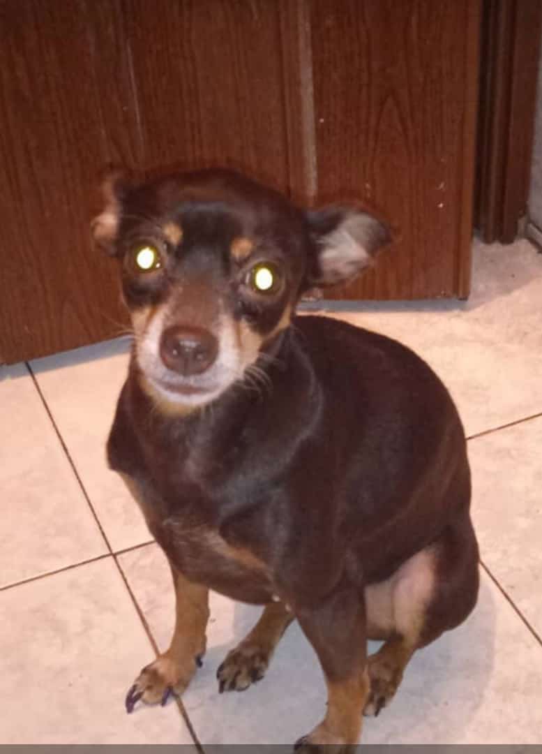 PerroUsuario's tweet photo. Su familia busca a Chiqui RT @eleupa: 
Se llama Chiqui , se perdió anoche 4/8 en Prado de María , caracas # 

+58 412-2847548
Sra Lovera su mamá humana 
Muchas gracias https://t.co/rG7qbakvsC