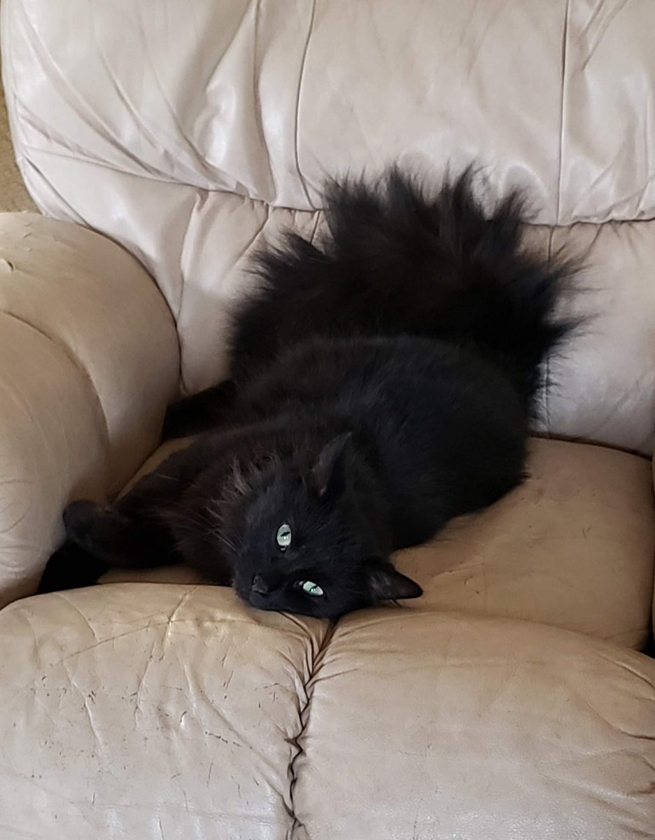 korgthecat's tweet image. Such a beautiful kitty. My older brother is a black cat too!