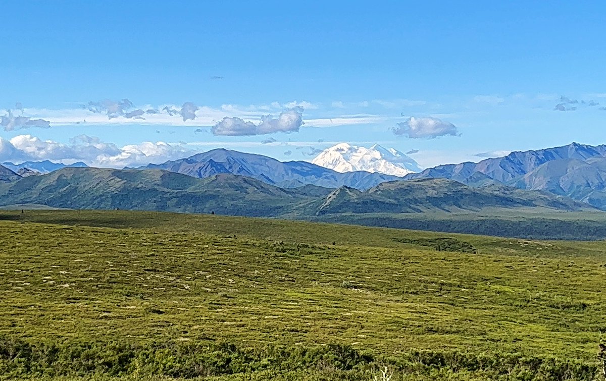 theplanetd's tweet image. Incredible day at Denali National Park with a clear view of Denali herself #halcruises #travel