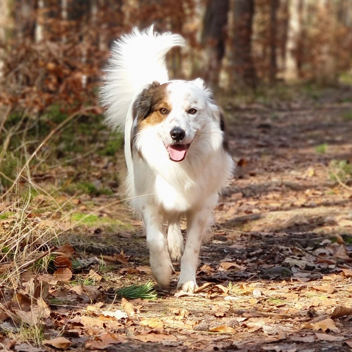 FinlayWorld's tweet image. #NewProfilePic #Dog #bordercollie