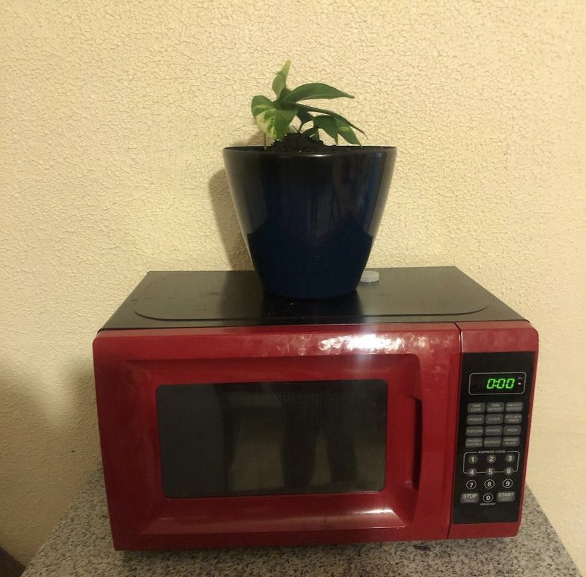 qUiNdRaS_ThEiSh's tweet photo. How it started vs. How it’s going #plantmom #myfirstplant https://t.co/sjguk8PztV