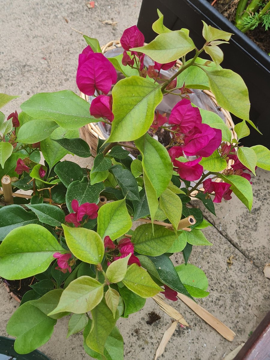 eve1231_'s tweet photo. #GardenersWorld
#richcolours https://t.co/UAcM2TU4jj