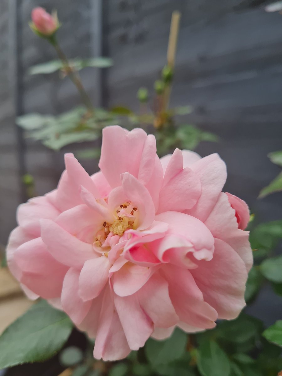 eve1231_'s tweet photo. #GardenersWorld
#richcolours https://t.co/UAcM2TU4jj
