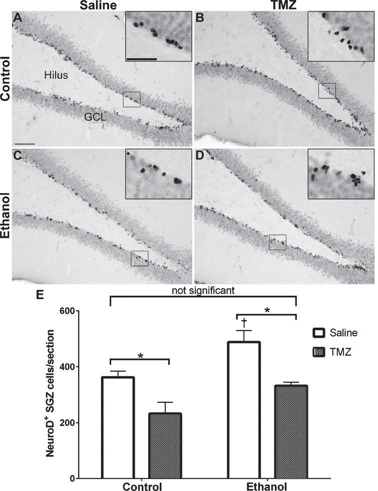 In a recent issue (6:1) of the #openaccess #BPLjournal, Nickell et al. report that, in adult male rats, temozolomide inhibits reactive neurogenesis induced by ethanol without impairing recovery acquisition of spatial learning in the Morris Water Maze.

 content.iospress.com/articles/brain…