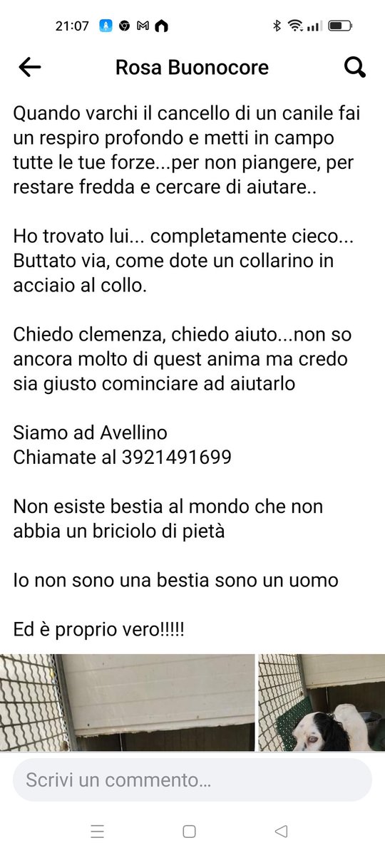 vegan_fighter's tweet photo. Chi lo aiuta?Contatto 3921491699 #cani #setter #adozionecani #canidacaccia #animali #veganismo #Vegan #Veganism #antispecism https://t.co/BGCrOOHQxO