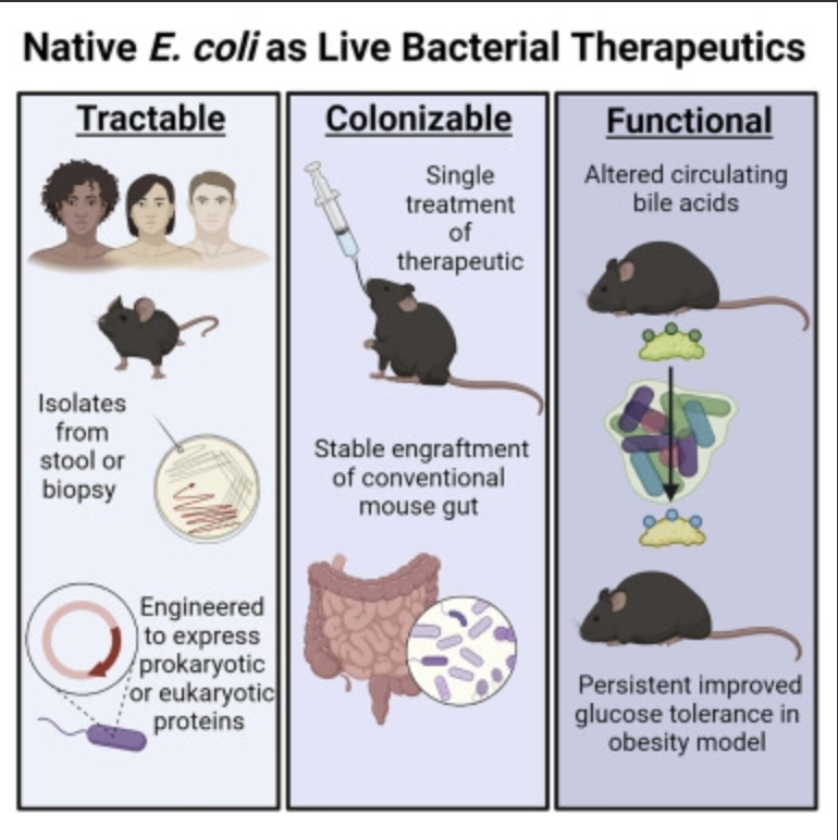 Rajan___Singh's tweet photo. Fantastic study on how the knock-in functions in the gut microbiome have the potential to treat diabetes! 👏@Zarrinparlab
#transgene #physiology #gutmicrobiota #glucosehomeostasis #metabolicregulation
@CellCellPress @AmerGastroAssn @AmCollegeGastro @NatRevGastroHep https://t.co/q61nxN7zix