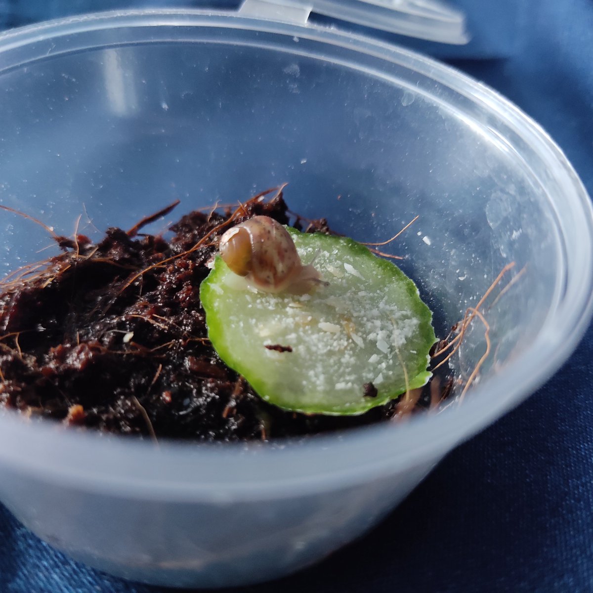 Somdesia's tweet photo. А, я ещё в конце мая улиточку завела, Ляля зовут https://t.co/wfXpvSnSkZ