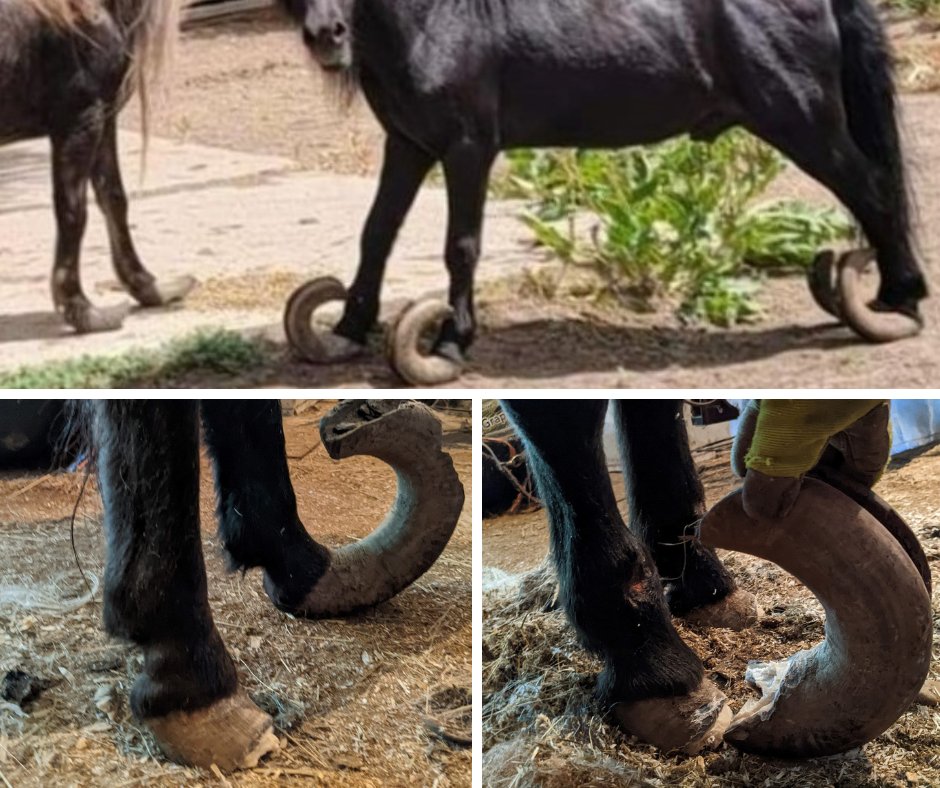 SoDakFACT's tweet photo. They are now being cared for by Little Hooves Mini Horse Rescue near White, SD. Please reach out for help if you’re no longer able to care for your horse properly! If you see #AnimalNeglect like this, contact your local authorities.

#HorseCare #ReportAnimalNeglect #SoDakFACT https://t.co/bxtkJgxWIF
