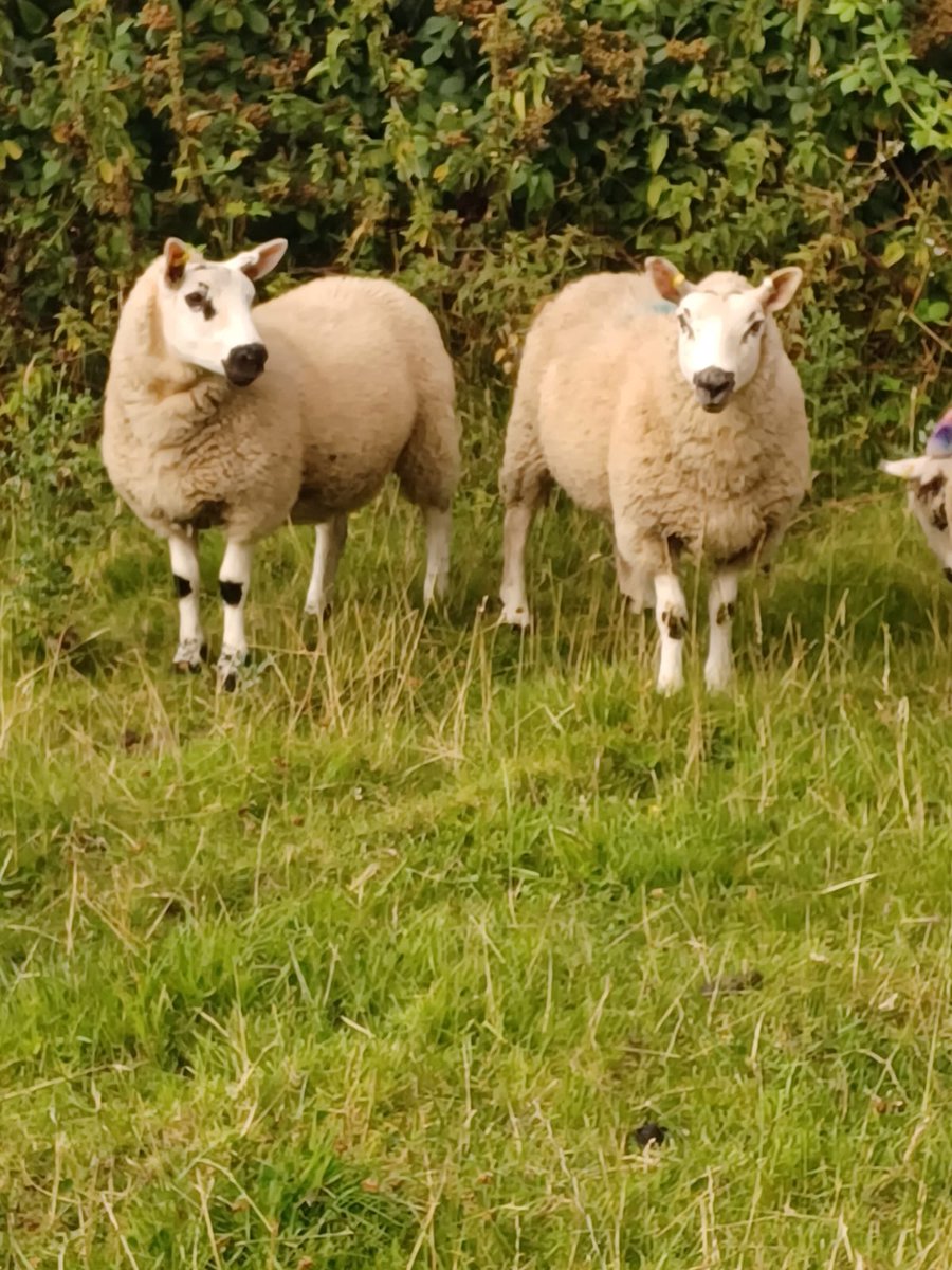 The Hunter Flock tweet media
