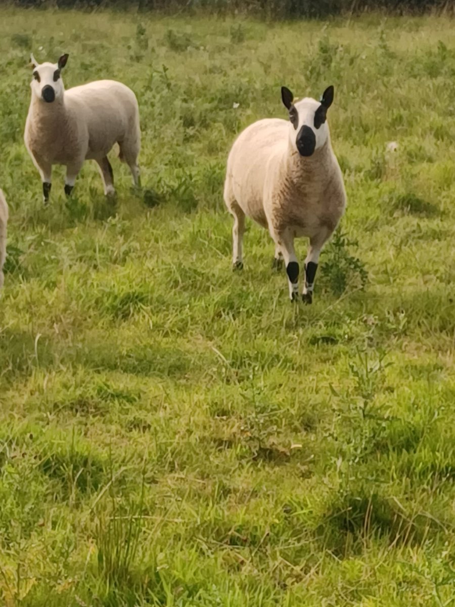 Some of our Crossbred Ewe lambs that will be going to our Charloais Ram in the Autumn and our 2 Pedigree Kerry Hill ewes that will be going to our Pedigree Kerry Hill Ram in the Autumn also #sheep365 <a href="/Sheep_365/">Sheep_365 🐑</a> #nativebreeds <a href="/nativebreedsGB/">#NativeBreeds</a>