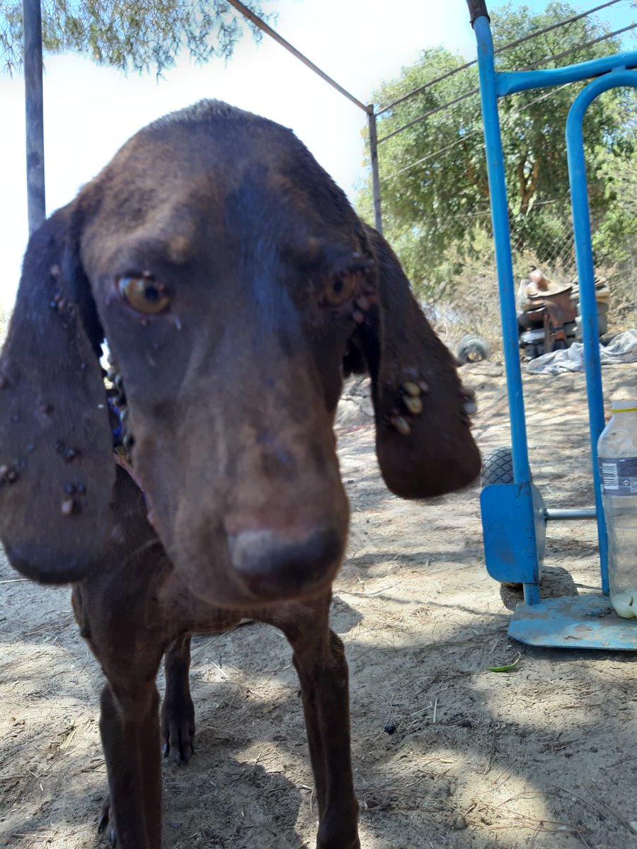 SOS 🆘 ‼️
5 meses, mirad como está es un bebé‼️ 
Urge 🙏 acogida o prote que se pueda hacer cargo😢
El único sitio que teníamos para meterla  es no se puede,  tienen un brote de parvo y han muerto cachorros, no aguantaría en las condiciones que está
722 134 197 
Pueblo de Huelva