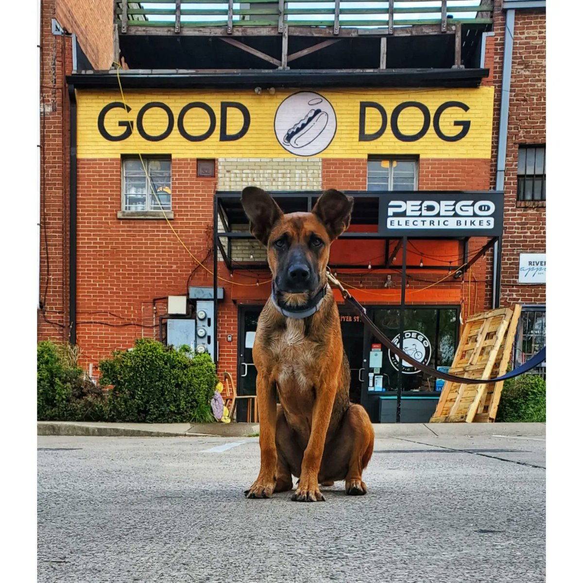 ironicanine's tweet image. 1 whole month of this goon in our lives 😭🥰 #SamSpam