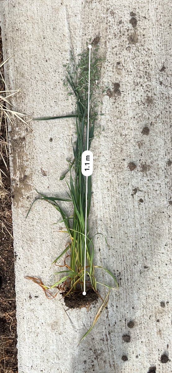 HobbyFarmerMatt's tweet photo. After some massive winds and 5-6mm of quick heavy rain these #arborg #oats are still 95% standing! @Stampseeds 💪🏻👍🏻
Collecting #boron tissues again @PremiumAg https://t.co/4Cis0zskV0