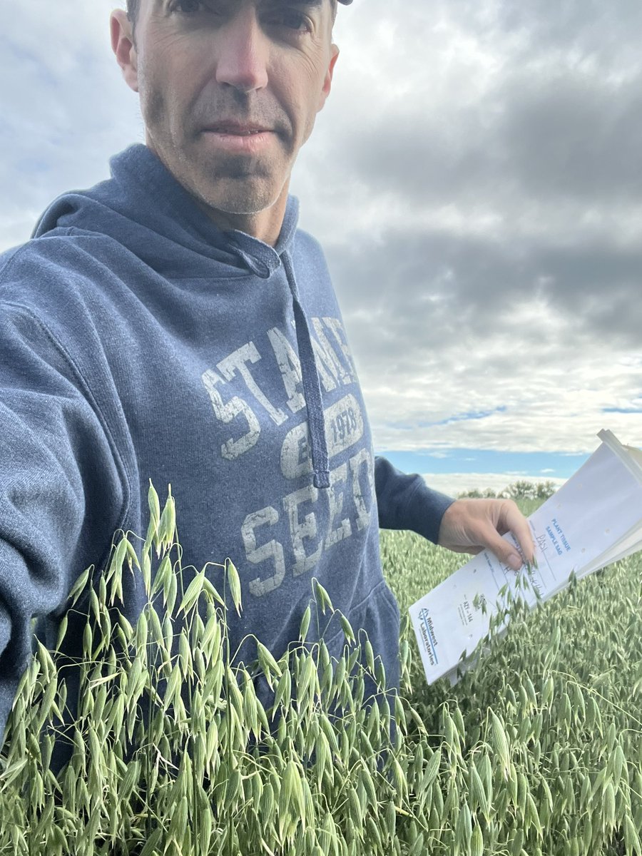 HobbyFarmerMatt's tweet photo. After some massive winds and 5-6mm of quick heavy rain these #arborg #oats are still 95% standing! @Stampseeds 💪🏻👍🏻
Collecting #boron tissues again @PremiumAg https://t.co/4Cis0zskV0