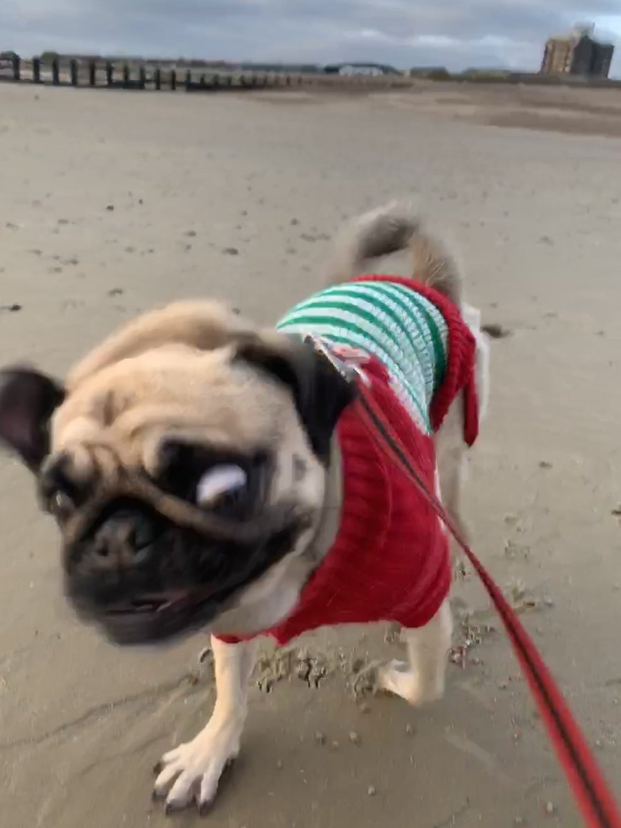 gooner_pug's tweet photo. todays the days gooners!! whos watching the game later? https://t.co/4b5GoVWWzx