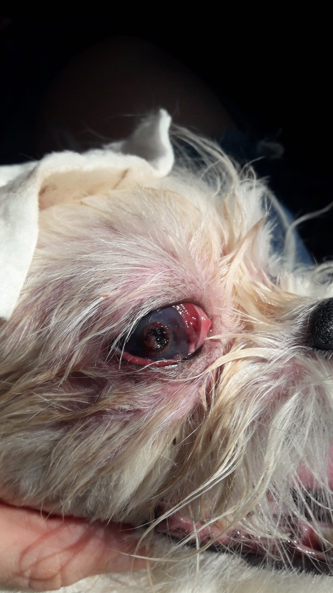ATENÇÃO AQUI POR FAVOR! Olá pessoal, esse é meu cachorrinho e desses dias para cá ele começou a apresentar um quadro de úlcera córnea. Colocamos colírio e tentamos cuidar em casa, mas nada de melhorar e hoje ele estava assim. Falamos com um veterinário +