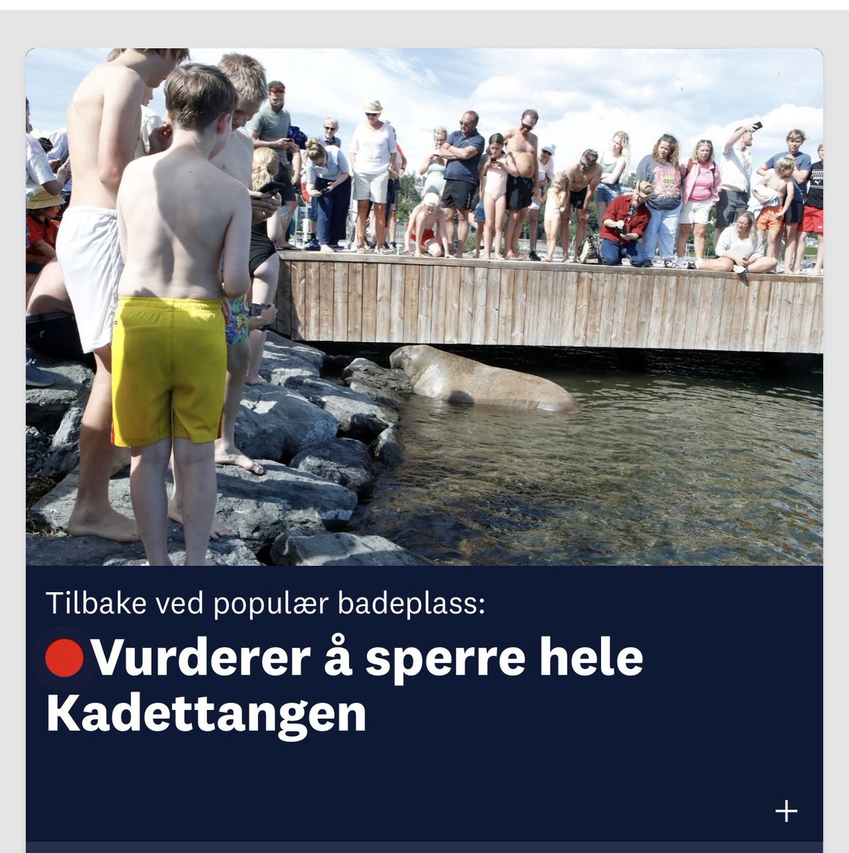 frida1801's tweet photo. Til alle menneskene som er avbildet her; Nå er det nok!!! Hva er det dere ikke forstår? Helt seriøst!!! Kan dere slutte å plage dette dyret? Håper all evt opparbeidet karma forsvinner og aldri kommer tilbake! https://t.co/tVYT3FcDTH