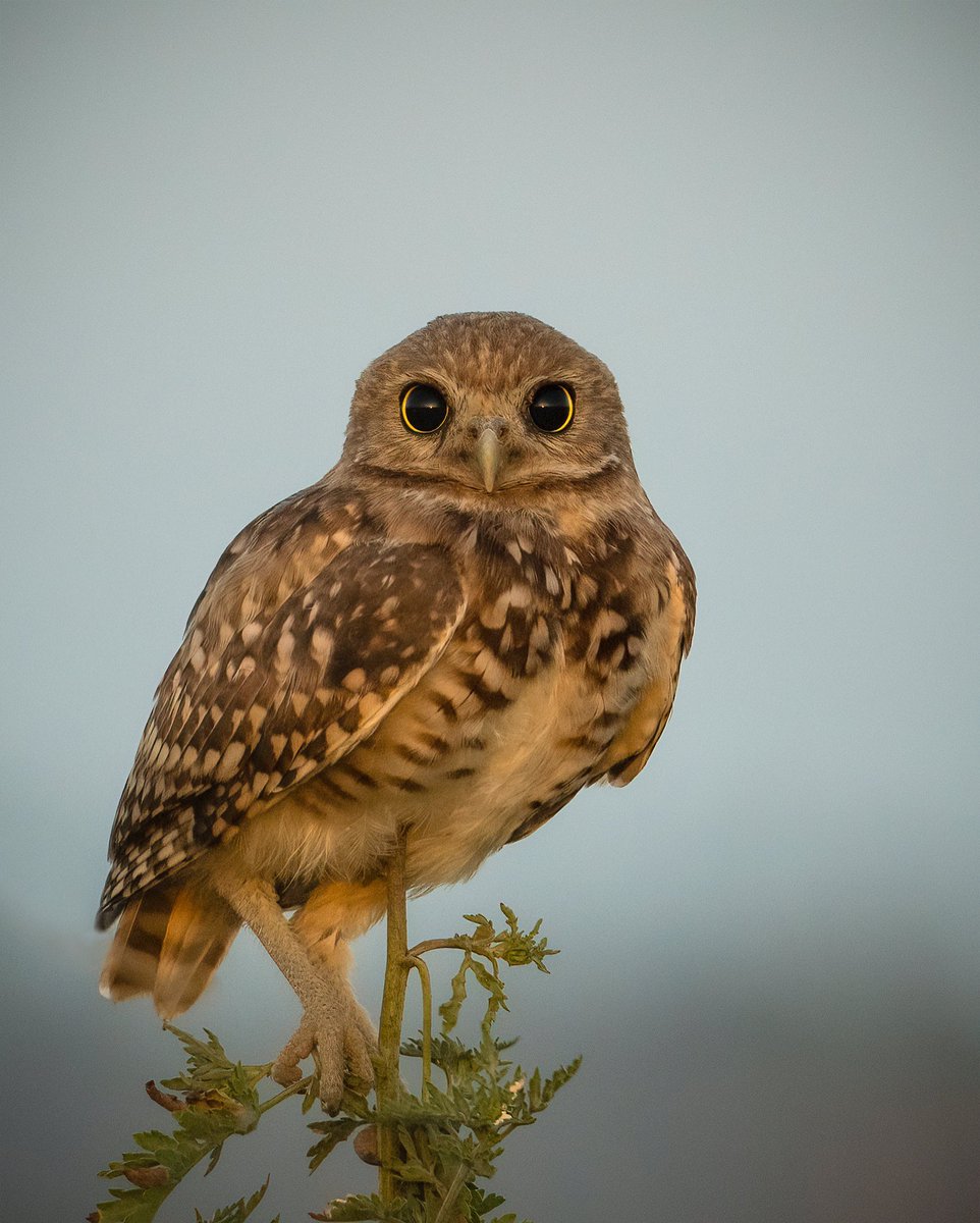 GM fam! Happy Friday! #burrowingowl