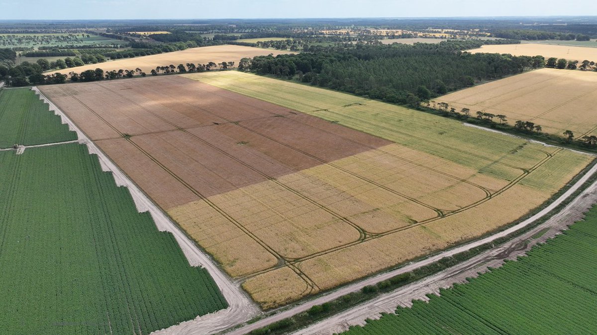 SyngentaUK's tweet photo. Drone views from our Future of Farming Sustainability Innovation Centre in Elveden, looking at the impacts of Regenerative, IPM and Conventional management systems on soil and crop health.
#SYVessel #SYKingsbarn https://t.co/j7RZPRUscV