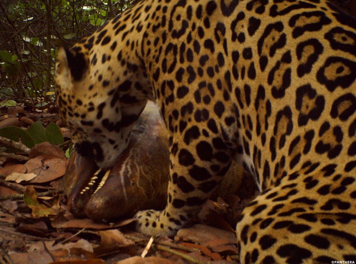 Tiptoe Through Tipulids on Twitter "RT PantheraCats Jaguars eat