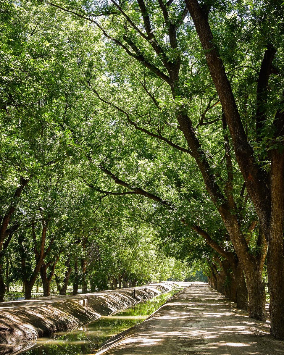 stahmanns's tweet photo. Is your product in need of a fresh crunch and flavor? Stahmanns Pecans just might be the secret to your success.

We pride ourselves on consistently and reliably growing some of the highest quality pecans on the wholesale and bulk markets.

https://t.co/pwV4R0jroC https://t.co/huayQENYtT