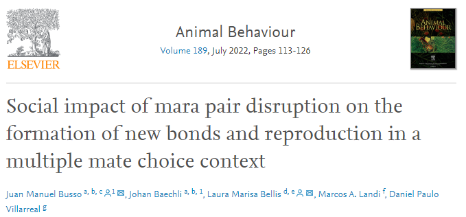 AnimBehSociety's tweet photo. Patagonian maras' #MatingSystem combines #PluralBreeding and #SocialMonogamy. This #AnimalBehavior paper by Busso et al showed that, while most females could repair, monogamy levels were affected by the social disruption. Find it here: https://t.co/PM77slXqfb https://t.co/N0huHH8bJ4