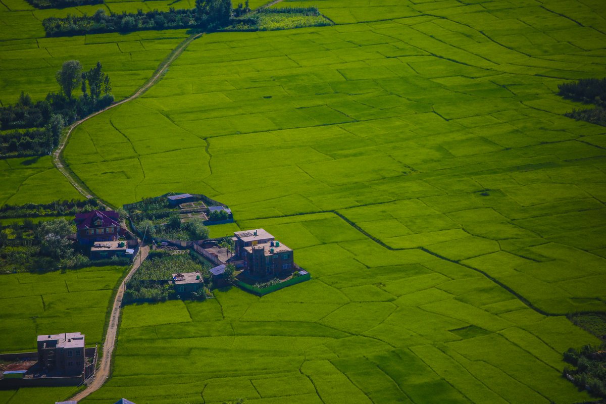 Sajad__Hameed's tweet photo. #Paddy #field #Kashmir #agriculture #view #green #weather #farmlife #agricultureworldwide #rural #watlab #sopore @Sajad__Hameed https://t.co/ebO27KQMaA