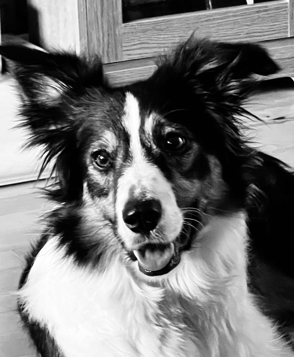 Lexi41423012's tweet photo. My mistress says I’m pretty. https://t.co/X4e6IRBkpR