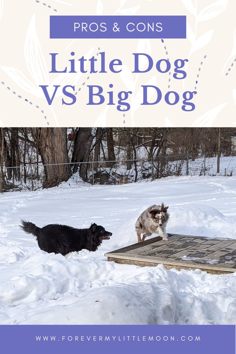 Little Dog VS Big Dog: Pros & Cons of Both: forevermylittlemoon.com/2022/08/little… 🐶 #pets #dogs @LovingBlogs @USBloggerRT @BloggersHut #BloggersHutRT @BestBlogRT @thebloggersknot @BlogNetwork_ #TheBlogNetwork