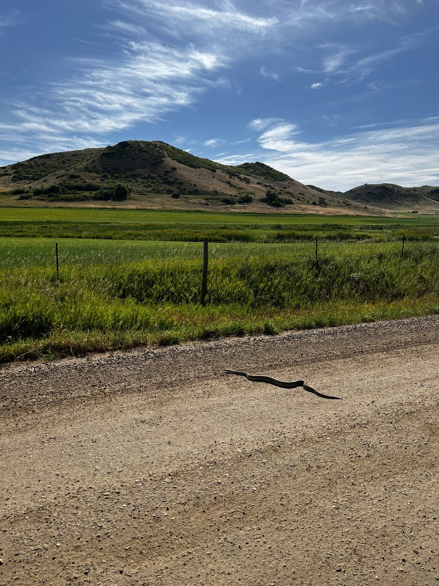 RobynMundyWYO's tweet photo. Heading out to a favorite hiding spot and found a friend ❤️ #GoodSnake https://t.co/1UKdo0wL22